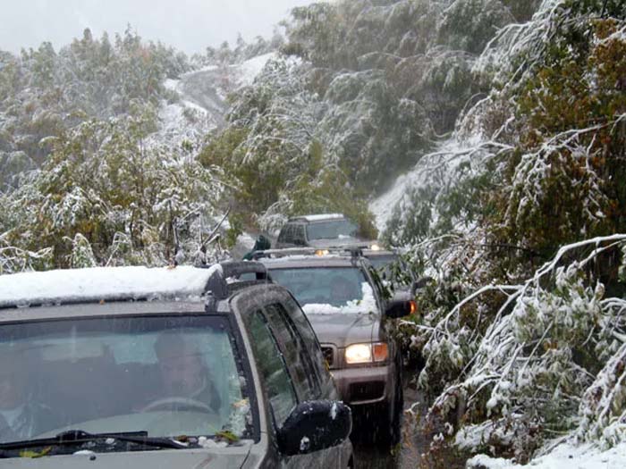 נהיגה ביערות מכוסים בשלג