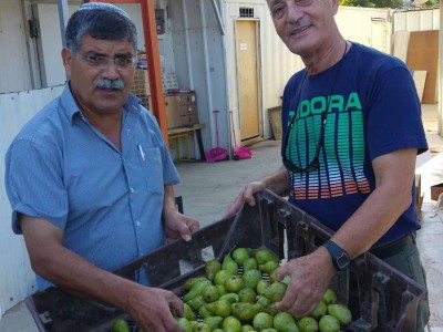 עפולה: עמותת פת בתיה חילקה מאות סלי מזון לנזקקים