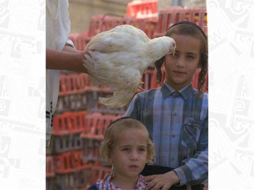 קמפיין מפתיע כנגד שימוש בתרנגולות במנהג הכפרות