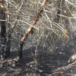 שרפה ביער הר תבור