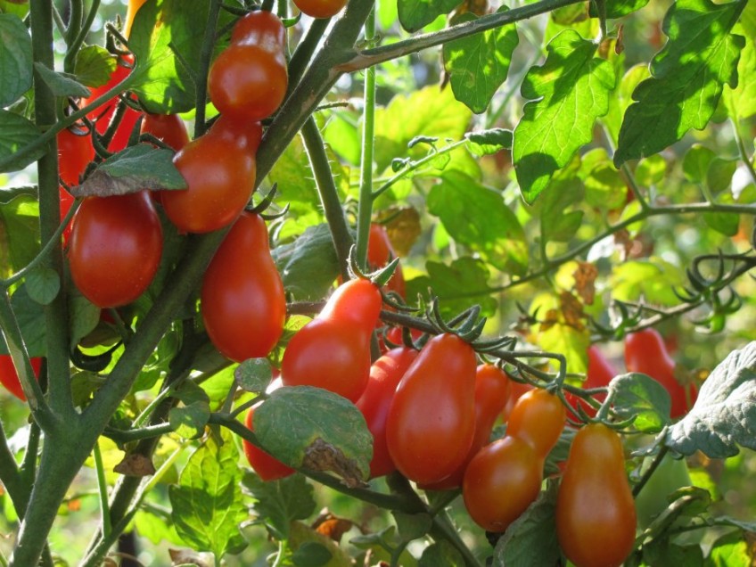 למרות היבוא, צפי למחסור בעגבניות
