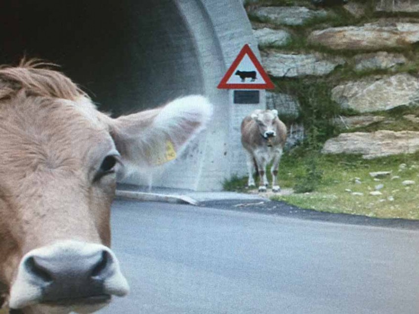 תאונה "מוזרה": רכב התנגש בפרה
