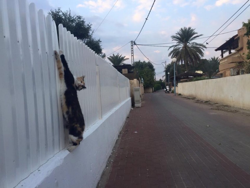 צפו: "מלאך" החיות חילץ חתול שנלכד בגדר בבית שאן