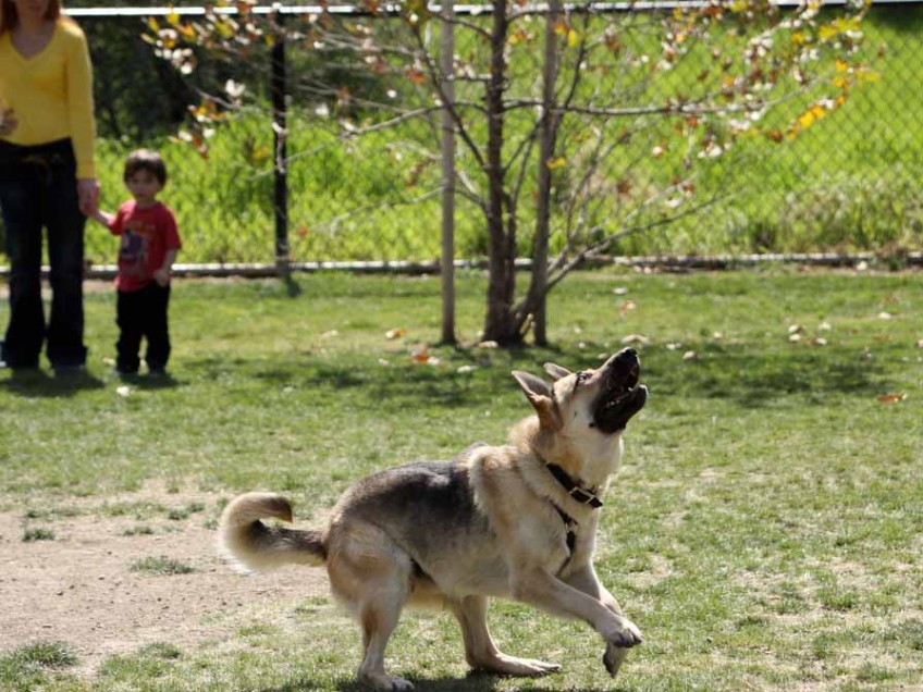 עפולה: מבצע אכיפה לאיסוף צואת כלבים