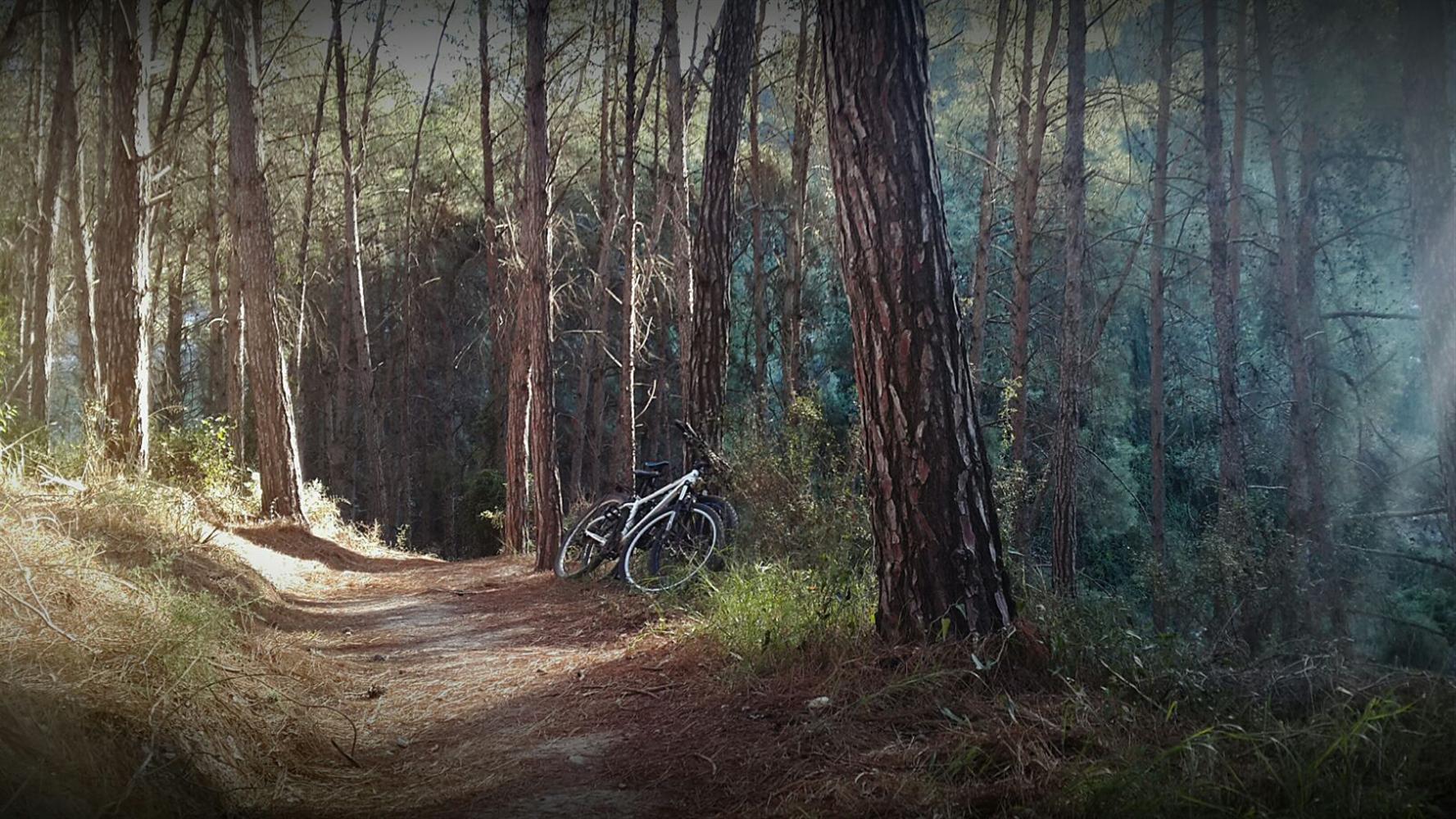 שביל האופניים ביערות רמות מנשה. באדיבות אתר קק"ל