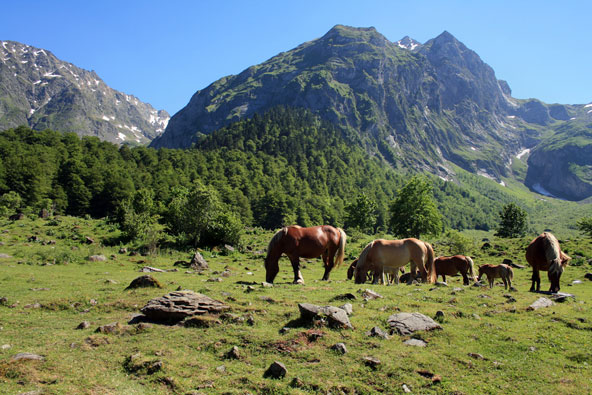 סוסים רועים על רקע הפסגות הדרמטיות של הפירנאים, אחד מאזורי הטבע היפים באירופה 