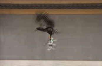 מדהים: משטרת הולנד מאמנת ציפורי טרף לצוד רחפנים