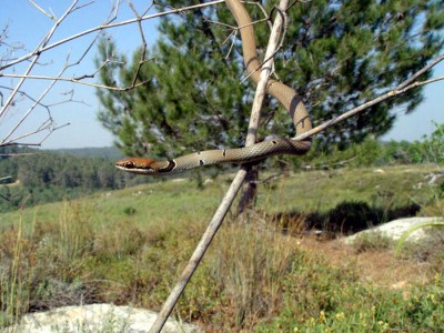 זהירות, הנחשים הקיצו מוקדם