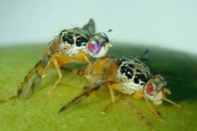 הדברת זבובי פירות בפרדסים על ידי הפצת זבובים עקרים