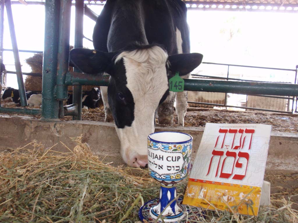 לומדים לחלוב פרות בידיים, מניקים עגלים קטנים, מכנים וטועמים שוקו וחמאה ואפילו רואים רובוט חליבה