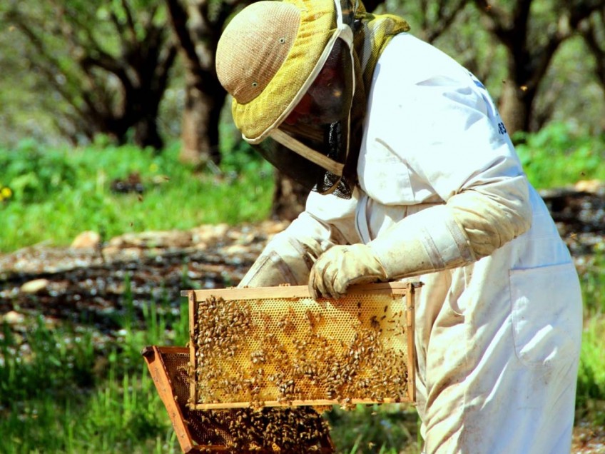 הטרור החקלאי מכה שוב: כוורות דבורים הושחתו רגע לפני ראש השנה