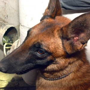 כלב משטרתי מאתר את הסמים מוסלקים