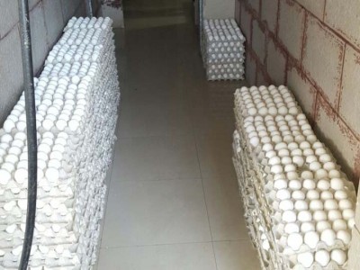 זהירות סלמונלה: נתפסו עשרות אלפי ביצים מסוכנות למאכל אדם