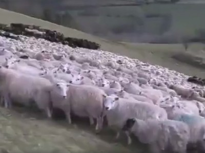 עדר כבשים תמים למראה יפיל לכם את הלסת