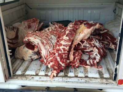 מסוכן: טון וחצי בשר משחיטה שחורה נתפס באטליז בצפון