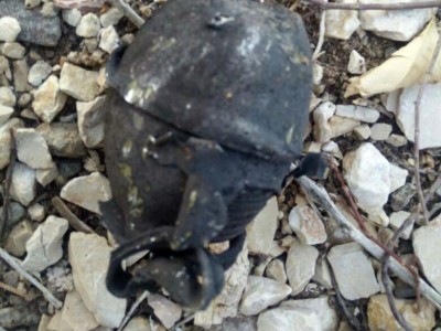 נגמר בנס: רימוני רסס התגלו במהלך כיבוי שריפה בכפר טייבה בגלבוע
