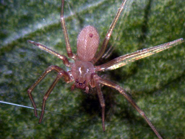 תושב מרחביה נעקץ על ידי עכביש מסוג "ששן חום"
