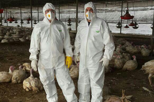 נהלל: מחלת שפעת העופות התפרצה במושב