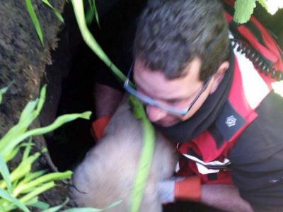 ״כלב״ מי שלא עוזר: מבצע חילוץ מהיר של כלבלב הסתיים בהצלחה בטבריה