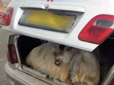 "עיזה פזיזה": נתפס נוהג עם בעלי חיים ברכב