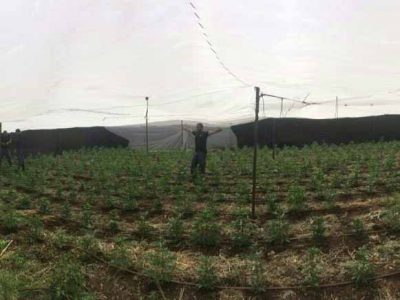 סמוך לתל עדשים: המשטרה איתרה 2700 צמחי קנאביס