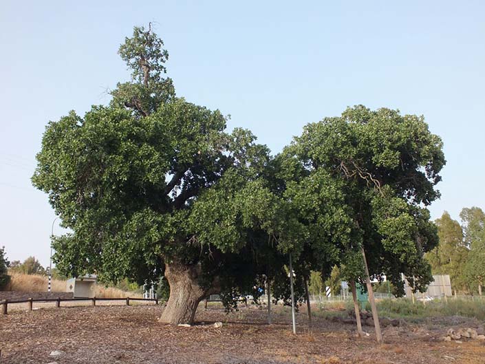 למען הדורות הבאים: קק"ל מצילה עצים עתיקים בעמק יזרעאל