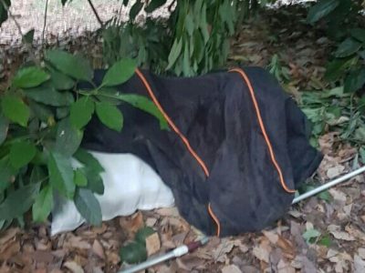 מגידו: גנב אבוקדו נתפס ״על חם״