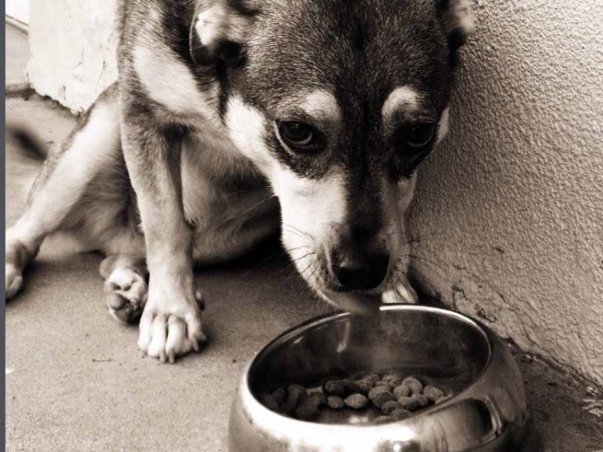 תזונת כלבים בחגים: עשרת המאכלים האסורים להולכים על ארבע