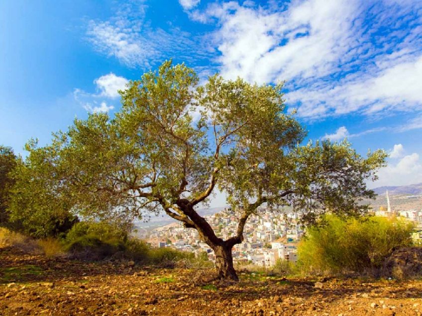 "עץ אחד, שפע של תרבויות": פסטיבל ימי ענף הזית ה-23 יוצא לדרך בעמקים