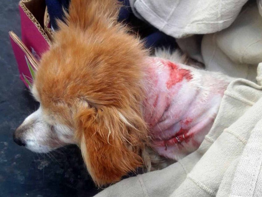 ידידה הטוב ביותר: תושב הגלבוע הציל את כלבתו מתקיפה אכזרית של תן חולה בכלבת