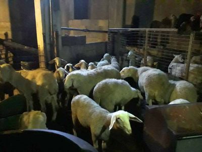 המלחמה בפשיעה החקלאית: גנב כבשים רבות משכנו והסתירם בביתו