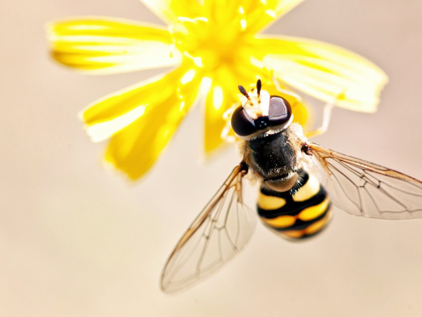 על הדבש ועל העוקץ: דבורי הדבש ממשיכות להפתיע