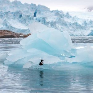 פינגווין על רקע מניפת קרח