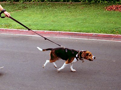 "יציאה לא במקום": הפנינג כלבים לשמירה על מדרכות רובע יזרעאל נקיות