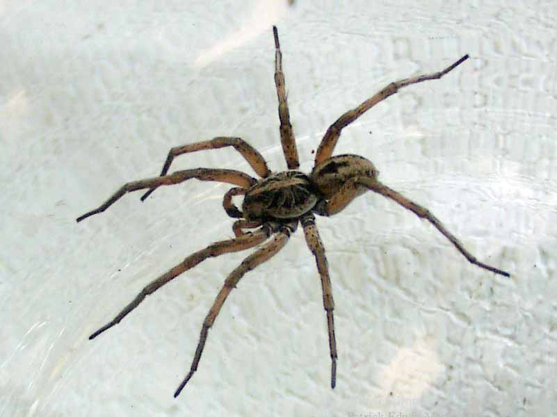עכביש מצוי (משפחת הזאבניים) - פטריק אדווין מורן- וקיפדיה