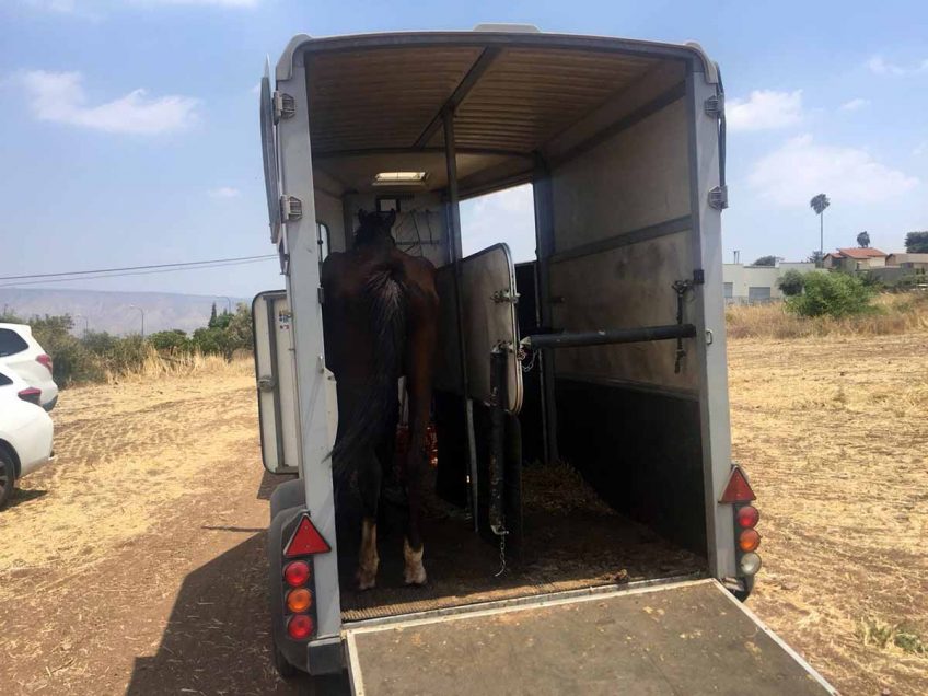 מפקחי משרד החקלאות פינו מקיבוץ באזור סוסות במצב קשה
