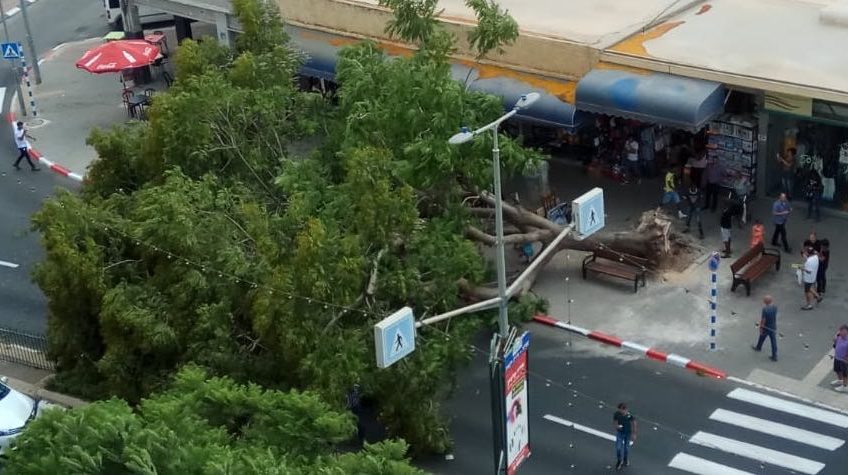 מלחיץ: עץ ענק קרס במרכז העיר עפולה