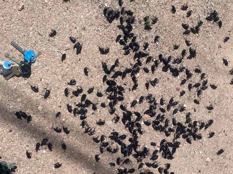 חיפושיות ממין רצנית אוליביה, דר אורי שלום המשרד להגנת הסביבה