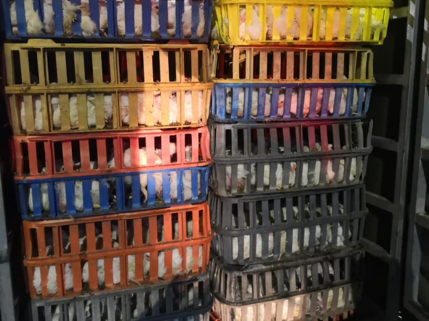 תושב נצרת נתפס במגדל העמק עם 700 עופות דחוסים בארגזי פלסטיק