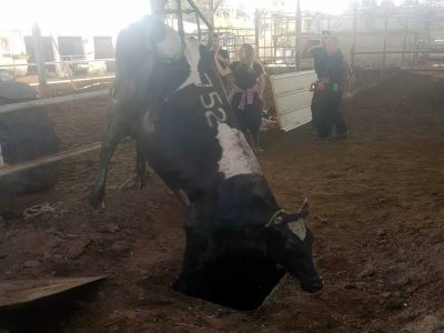 נהלל: לוחמי כב"ה חילצו פרה שנפלה לבור שפכים ברפת