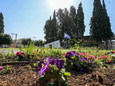 מכניסים צבע בעפולה: 15,000 פרחים נשתלו בשדרות ארלוזורוב