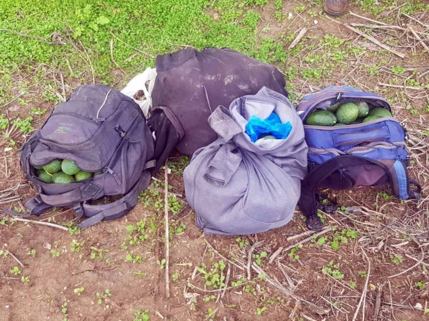 משא אבוקדו: גנבו עשרות ק"ג של הפרי היקר ופתחו בצעדה אל שטחי הרשות
