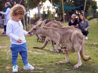 אחרי הסגר: סתיו בגן גורו עם בעלי חיים אוסטרליים חדשים