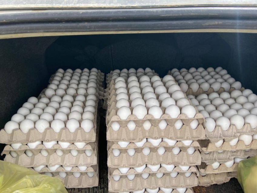 בדרך לעפולה? 1050 ביצים ללא פיקוח נתפסו בצומת מגידו