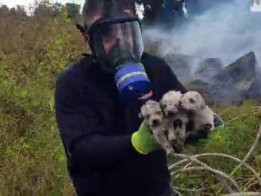 עמק יזרעאל: לוחמי אש חילצו גורי כלבים במהלך שריפה