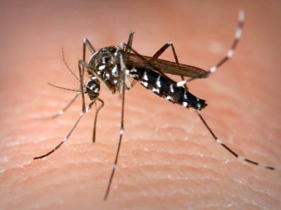 יתושים נגועים בנגיף קדחת מערב הנילוס התגלו באזור העמק