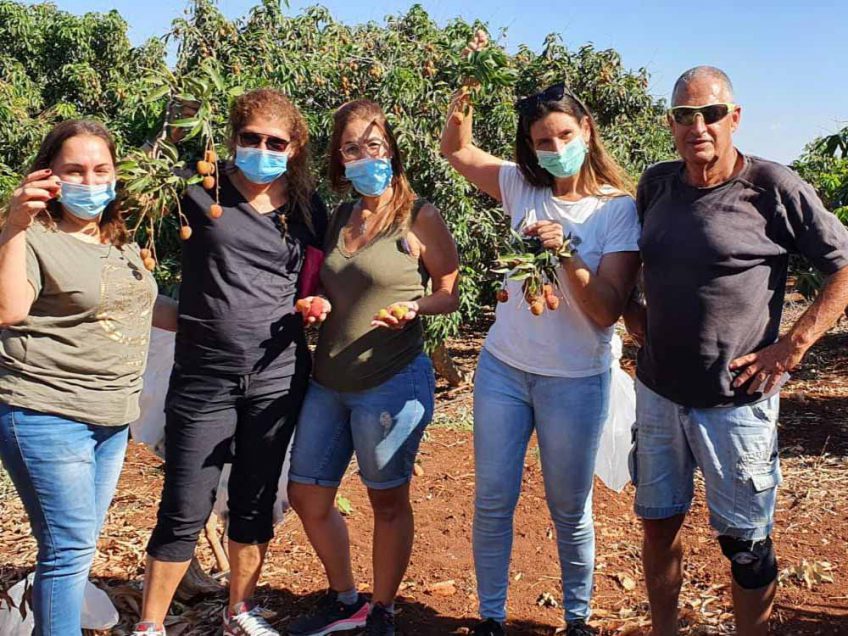 "מתוק": חקלאי פינק צוותים רפואיים בקטיף ליצ'י