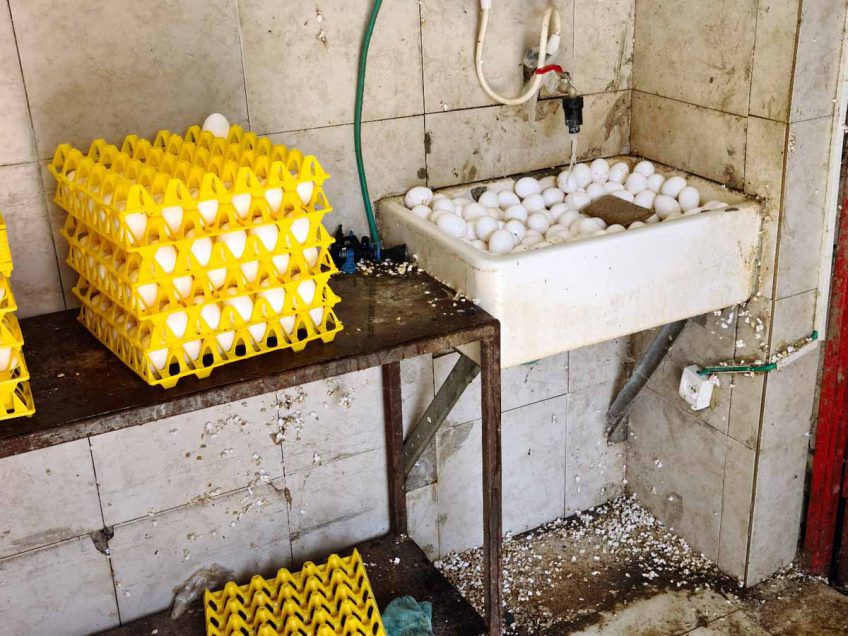 מפקחי משרד החקלאות חשפו לול ששטף את הביצים טרם השיווק וייבש אותן בשמש