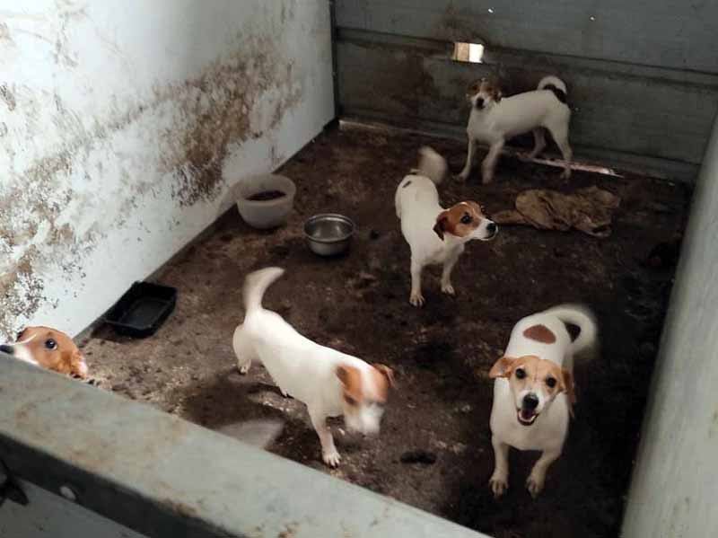מזעזע: מפקחי משרד החקלאות חילצו כ-90 כלבים שהוחזקו בבית הרבעה פיראטי במושב בגלבוע