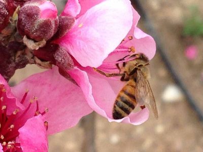 דבורת הדבש: כמה דברים מעניינים שאולי לא ידעתם